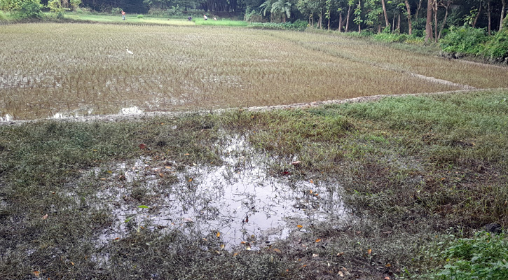 বোয়ালখালীতে তলিয়ে গেছে  ফসলের মাঠ ক্ষতির আশংকা বার কোটি