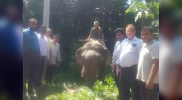 উপদেষ্টার নির্দেশনার পরে নির্মম নির্যাতনের শিকার হাতিটি উদ্ধার করলো বন বিভাগ