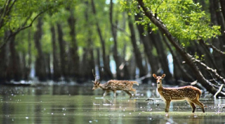 তিন মাস পর খুলছে সুন্দরবনের দুয়ার