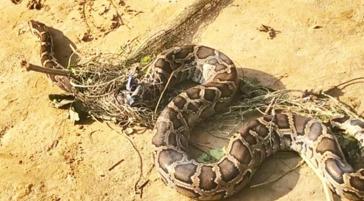 শেরপুরে মরিচ ক্ষেত থেকে অজগর সাপ উদ্বার