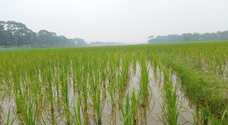 আমতলীতে আমন চাষে কৃষকরা স্বপ্ন দেখছেন!