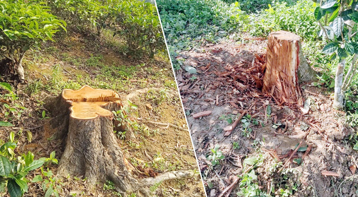 কমলগঞ্জের চা বাগান গুলোতে নির্বিচারে ছায়াবৃক্ষ নিধন