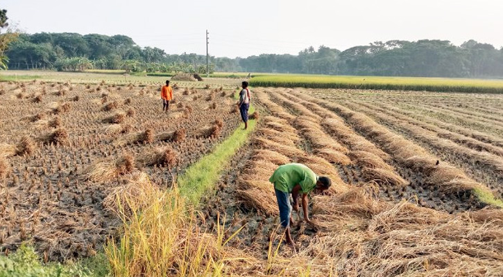 আমন ধান ঘরে উঠাতে ব্যস্ত চাষিরা