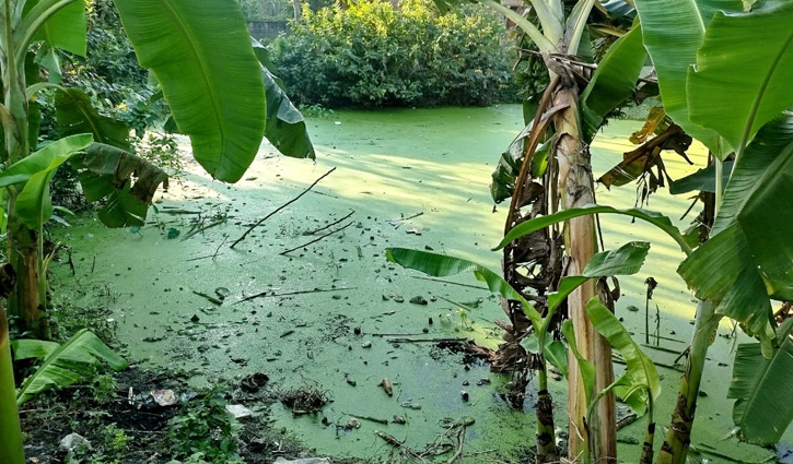 বড়াইগ্রাম পুকুরের কিনারায় ডিম কুড়াতে গিয়ে শিশুর মৃত্যু