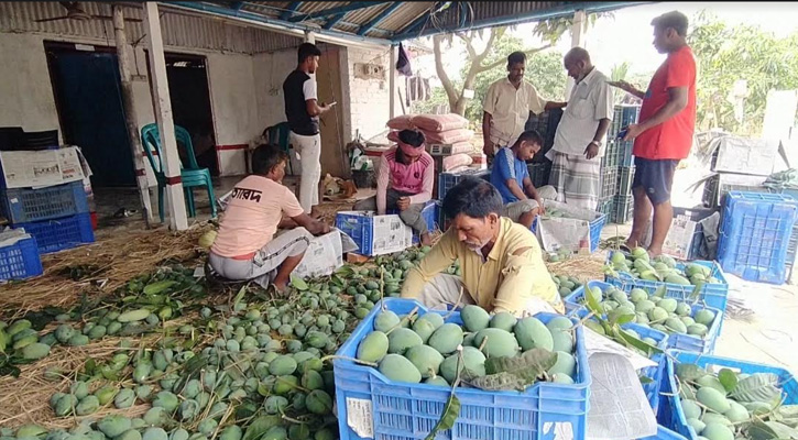 চাঁপাইনবাবগঞ্জ থেকে আমের প্রথম চালান গেল সুইডেন