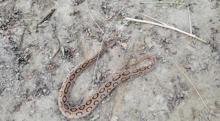 নাটোরে পদ্মার চরে রাসেল‍‍`স ভাইপার, মাঠজুড়ে আতঙ্ক