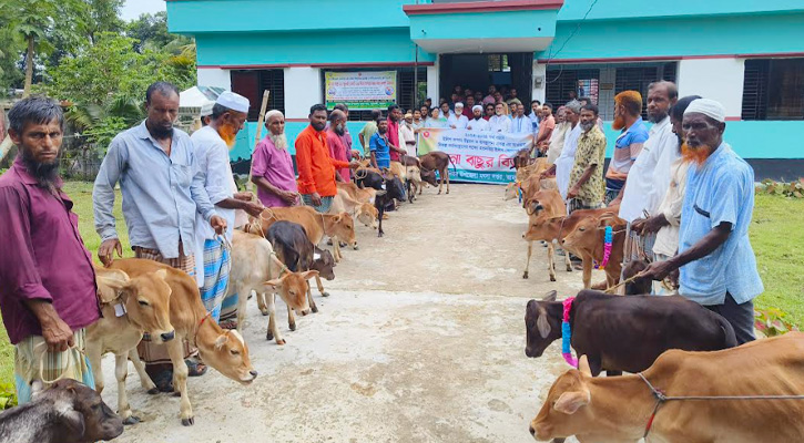 আমতলীতে জেলেদের মাঝে ৩২ গরু বিতরণ