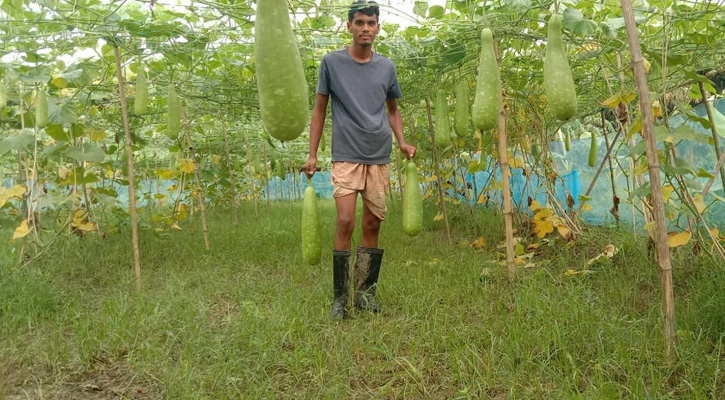 সালথায় লাউ চাষে চমক সৃষ্টি করেছেন_ শিক্ষার্থী আল আমিন