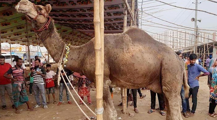 গাবতলীর হাটে পাকিস্তানি উটের দাম ২৭ ও ২৮ লাখ টাকা