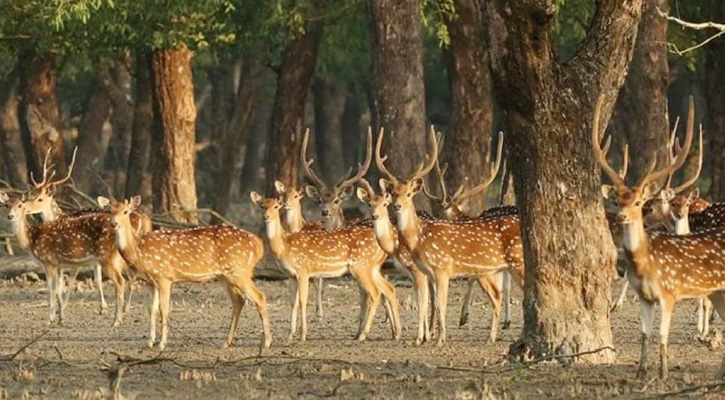 সুন্দরবনে মৃত হরিণের সংখ্যা বেড়ে ৯৬