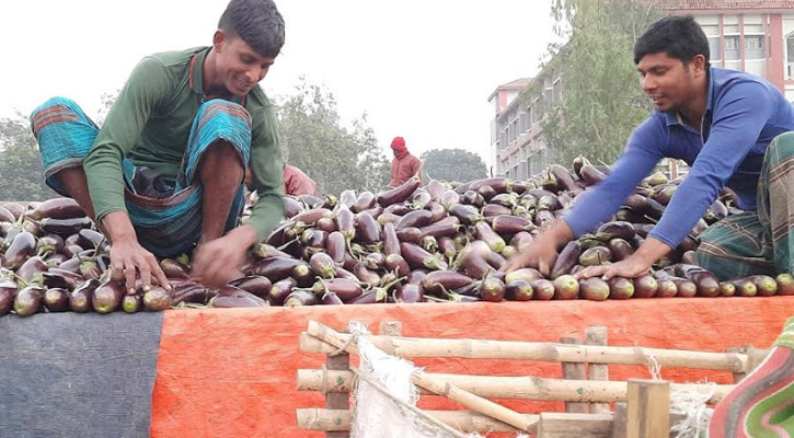 শেরপুরের বেগুন‌ চাষে লাভবান কৃষক