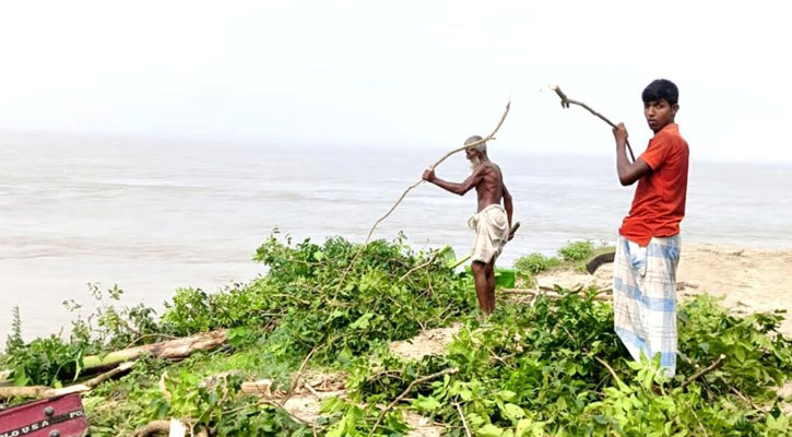 চিলমারীতে নদীভাঙনের ৫০০ হেক্টর জমি, নিঃস্ব ৩০০ পরিবার