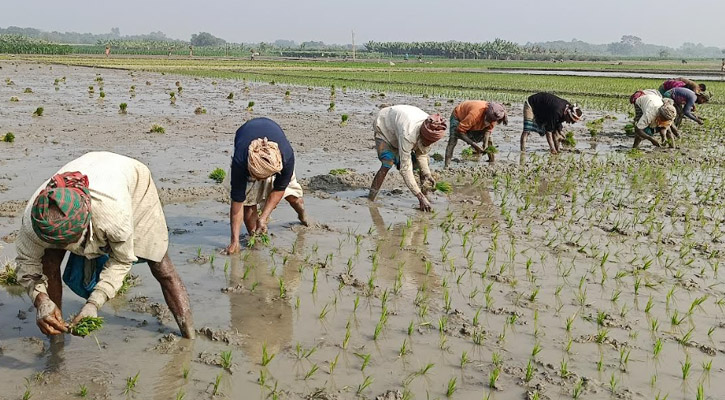 জীবননগরে তীব্র শীতের মধ্যে বোরো ধান চাষে ব্যস্ত চাষিরা