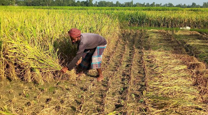 উল্লাপাড়ায় রোপা আমন ধান কাটা শুরু