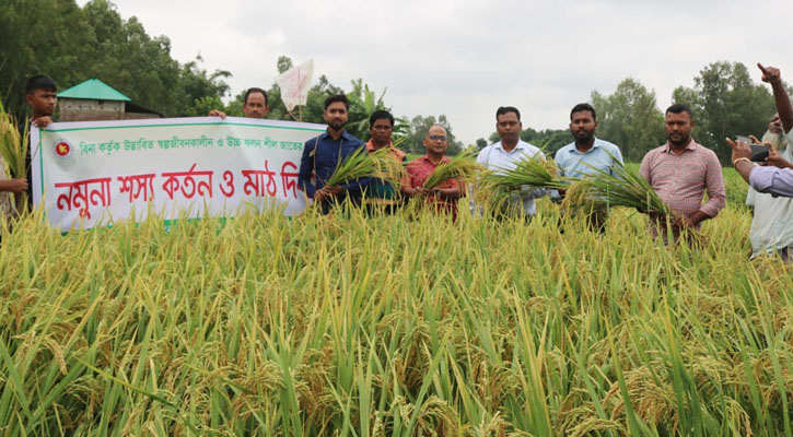 বালিয়াডাঙ্গীতে বিনাধান-১৭ এর নমুনা শস্য কর্তন ও কৃষক মাঠ দিবস