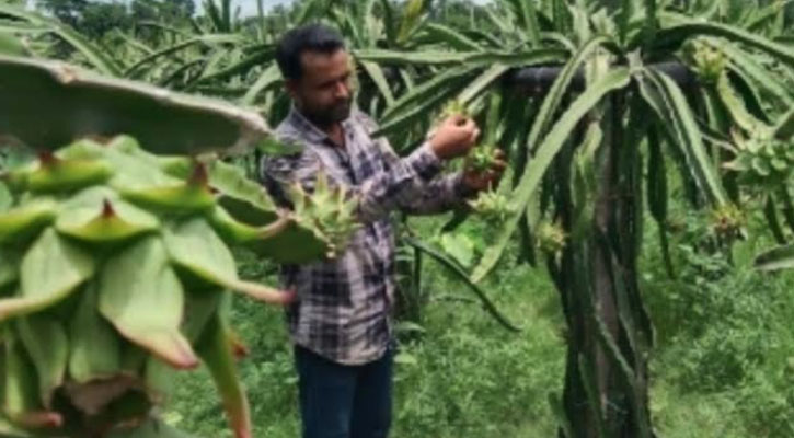 নান্দাইলে ড্রাগনের বাম্পার ফলনে আগ্রহ বেড়েছে চাষিদের