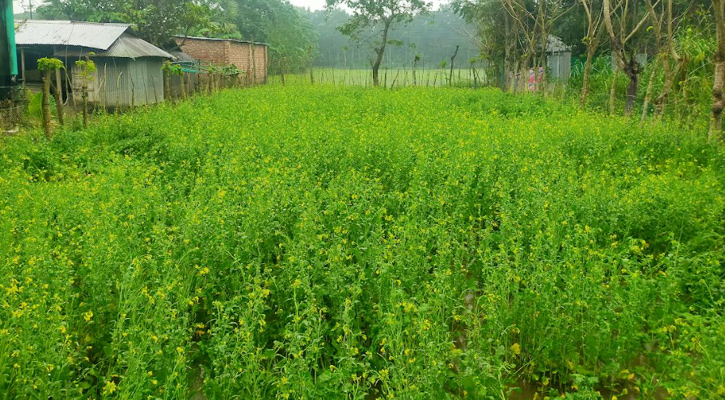 শালিখায় বৃষ্টিতে সরিষার ক্ষতির আশঙ্কা