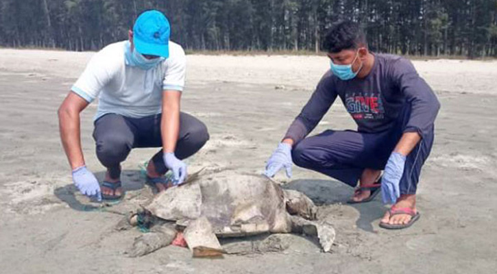 সমুদ্রসৈকতে এক দিনে ভেসে এল ২৪ মৃত কচ্ছপ