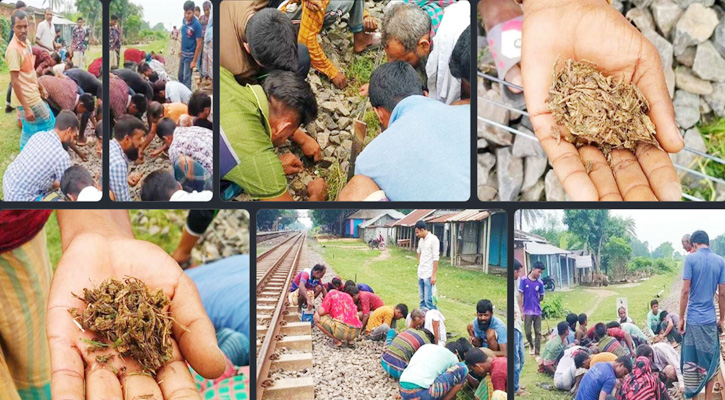 রেললাইনে গাঁজা কুড়াতে উপচে পড়া ভিড়!