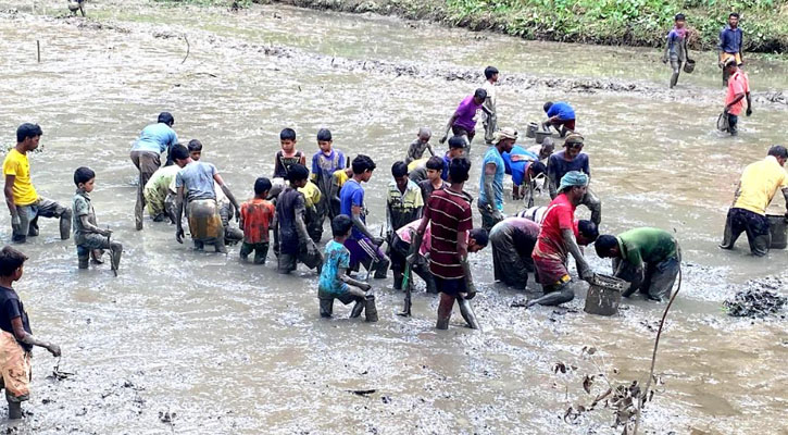 কমলগঞ্জে মাছ শিকারের উৎসবে মেতেছেন সৌখিন মৎস্য শিকারী