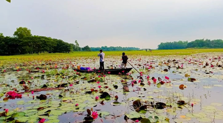 বিলের শাপলা বিক্রি করেই চলে ৪’শ পরিবারের জীবিকা