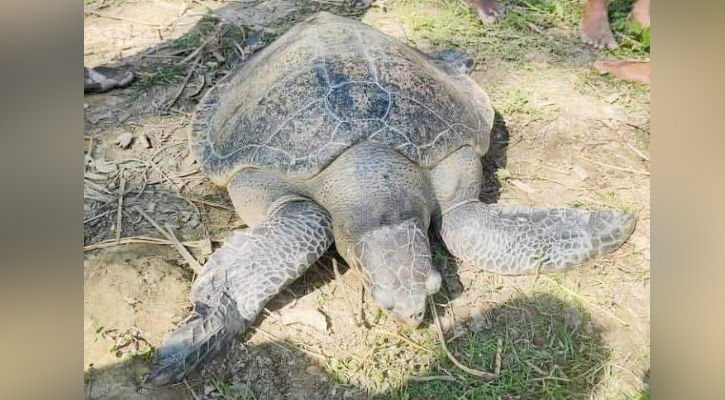 আগুনমুখায় জালে বন্দী  সামুদ্রিক কচ্ছপ