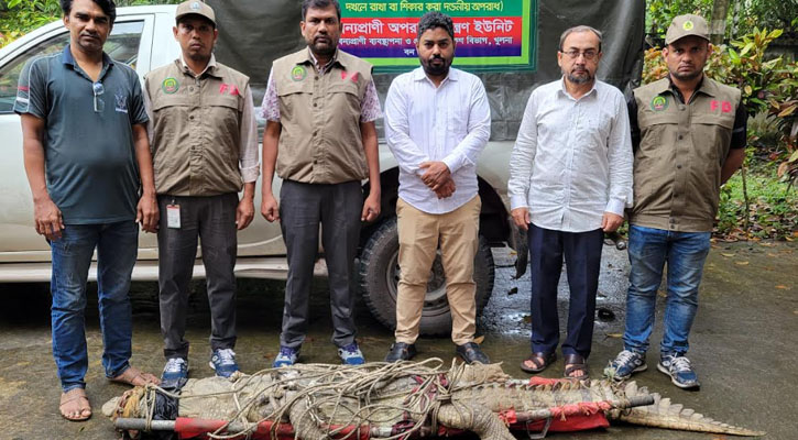 লক্ষ্মীপুর থেকে উদ্ধার হওয়া কুমির খুলনায় প্রেরণ