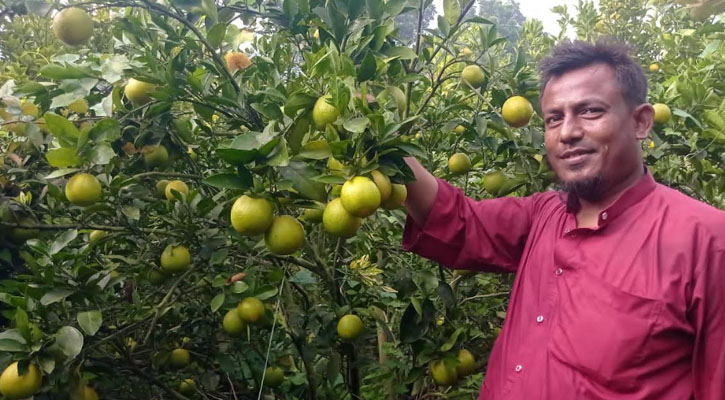 মাল্টা চাষে বিল্লালের সফলতা