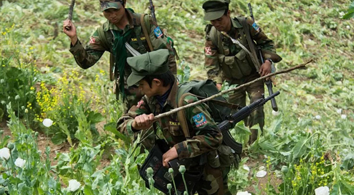 মিয়ানমারে ৯৬০ একর আফিম ক্ষেত ধ্বংস