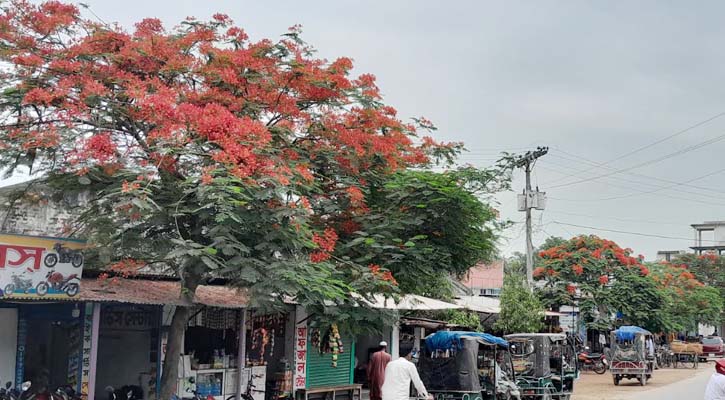 পীরগঞ্জে রাস্তা রাঙাচ্ছে কৃষ্ণচুড়া