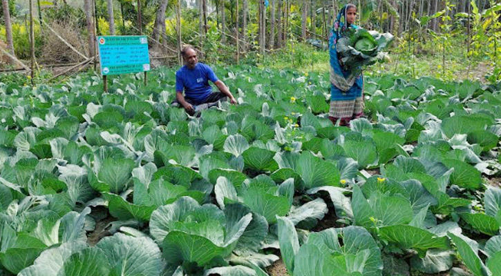 পিরোজপুরের কাউখালীতে সবজি চাষ করে স্বাবলম্বী হয়েছেন কৃষি উদ্যোক্তা বৈরাগী দম্পতি