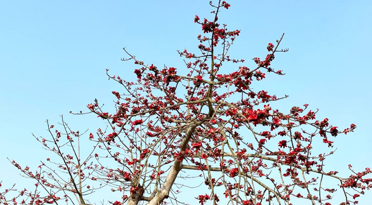 শিমুলের সৌন্দর্যে সেজেছে প্রকৃতি