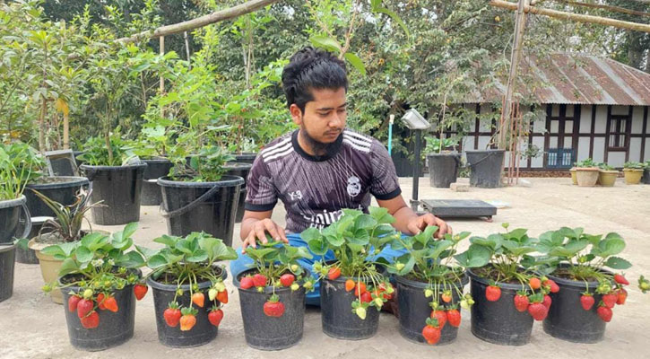 ছাদ বাগানে স্ট্রবেরিসহ দেশি-বিদেশি ৪০ প্রজাতির ফলের চাষ