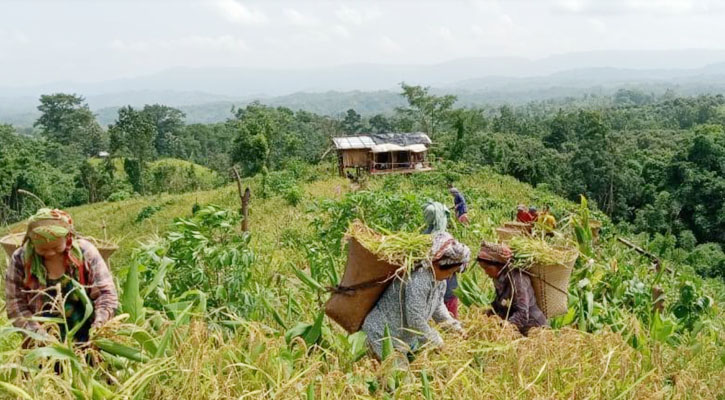 থানচিতে জুমের পাঁকা ধান কাটার শুরু করেছে– চাষীরা