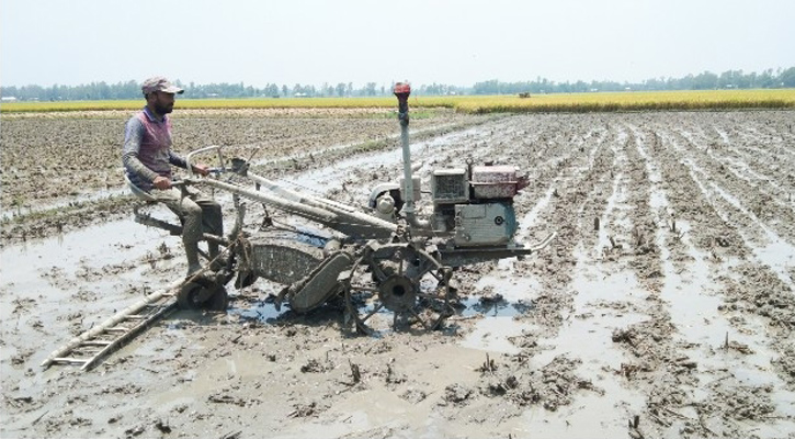 উল্লাপাড়ায় বোনা আমন ধানের আবাদ শুরু