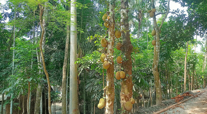 আমতলীতে মৌসুমী ফল কাঁঠালের বাম্পার ফলন